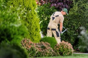 een tuinman knipt met een snoeischaar een heg