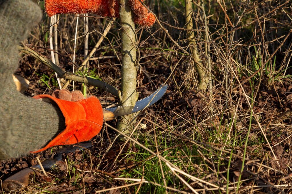 Een stammetje van een heg wordt ingezaagd voor het vlechten