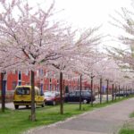 Kersenbomen met bloesem langs een wandelpad