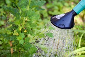 Een gieter die planten begiet